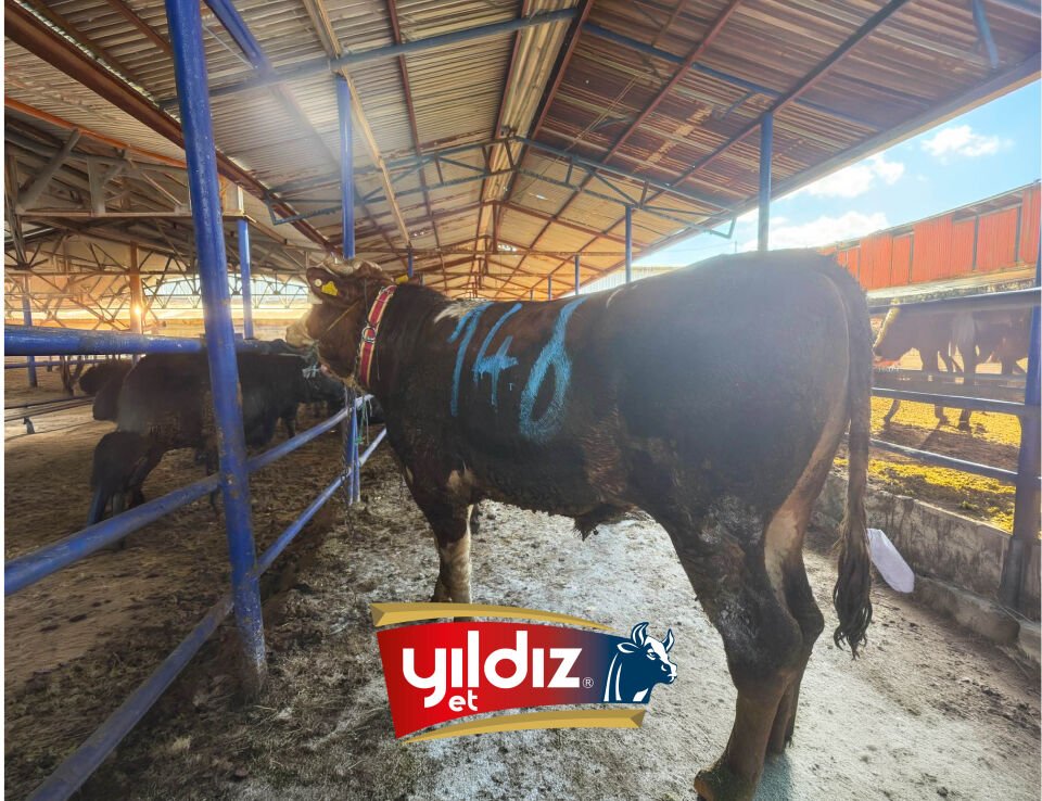 146 Tosun Hissesi