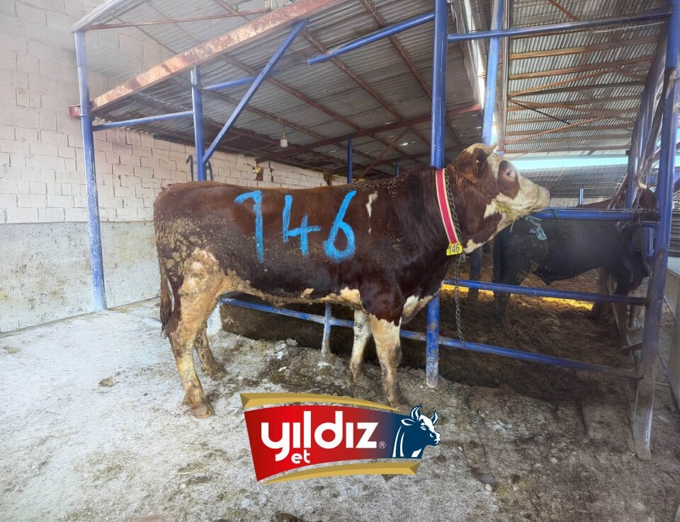 146 Tosun Hissesi