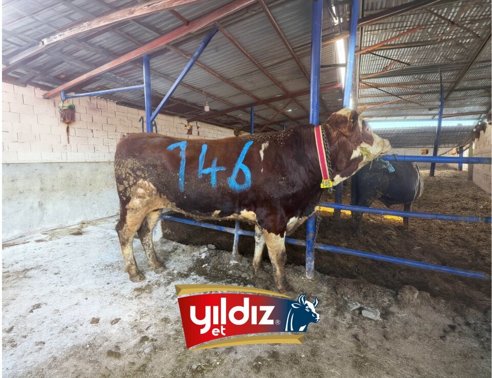 146 Tosun Hissesi