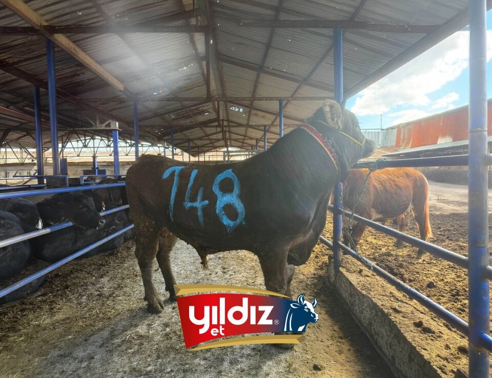 148 Tosun Hissesi