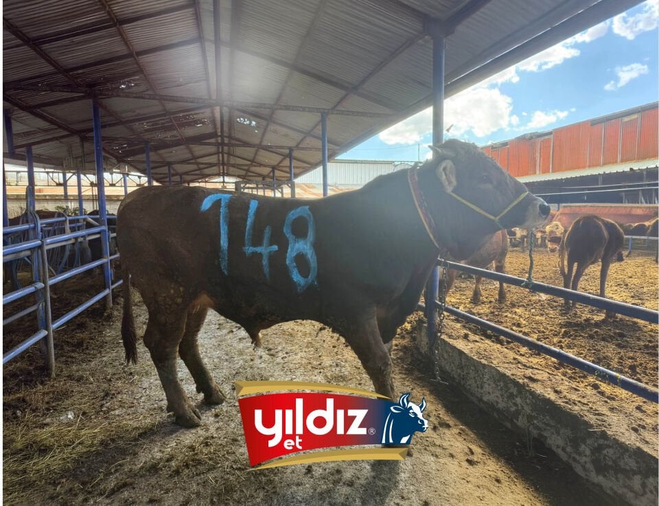 148 Tosun Hissesi