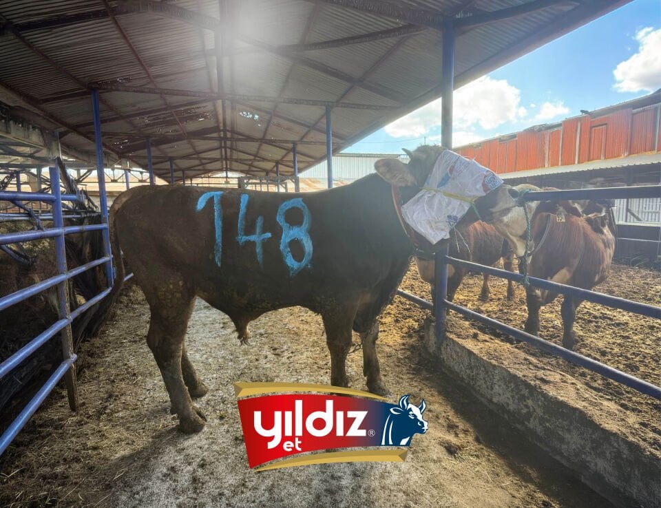 148 Tosun Hissesi