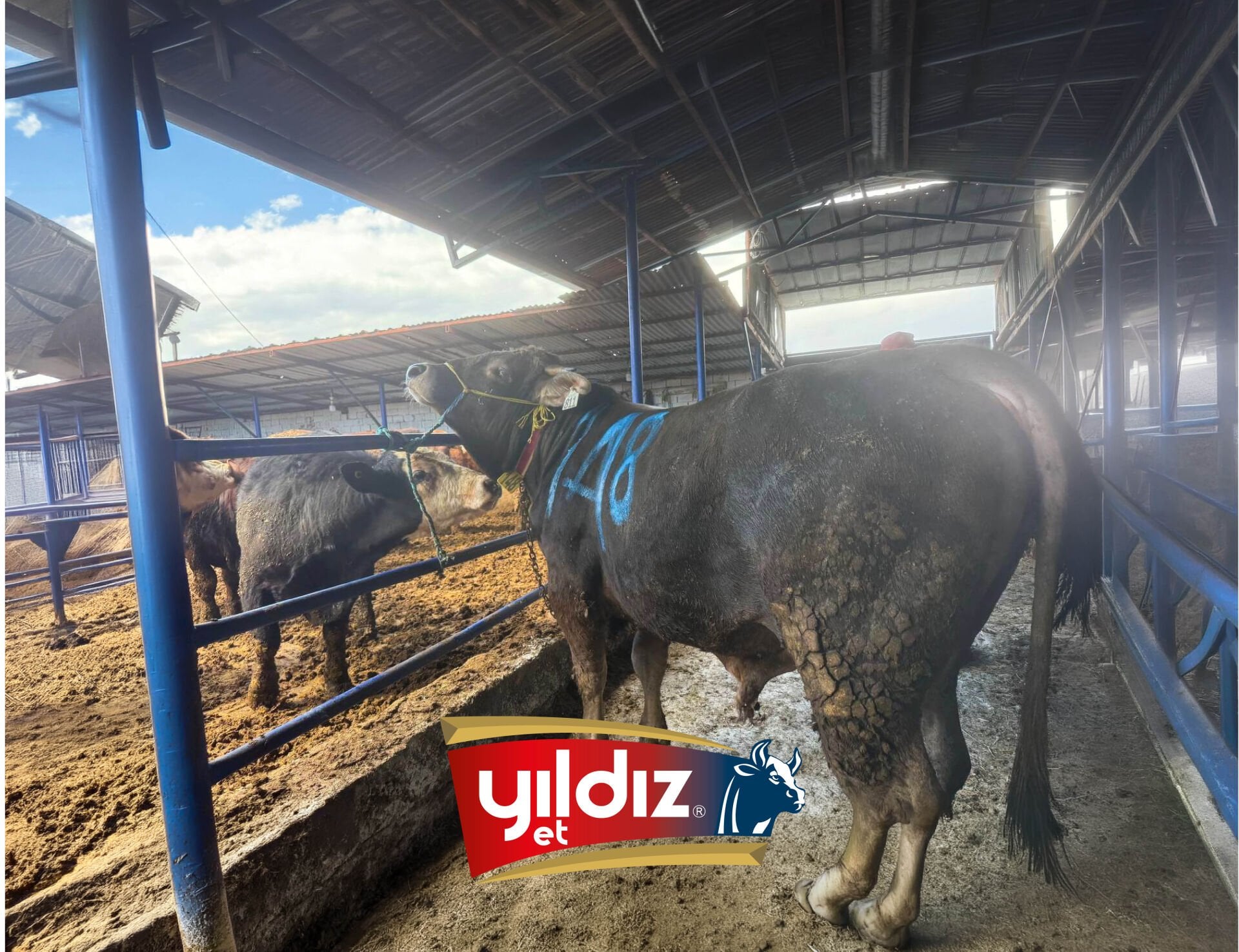 148 Tosun Hissesi