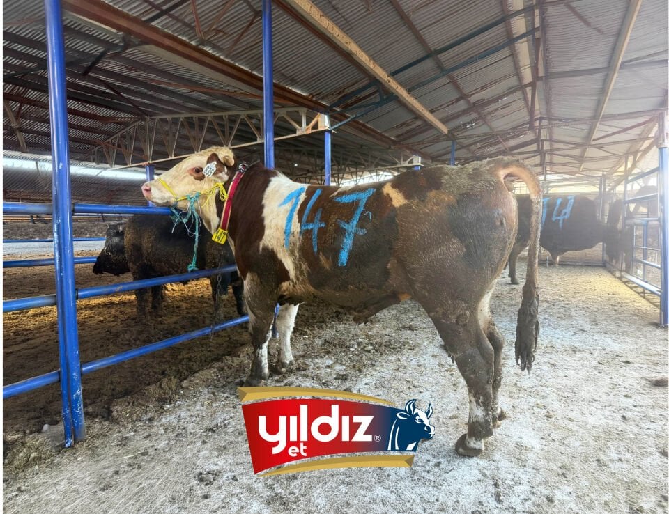 147 Tosun Hissesi
