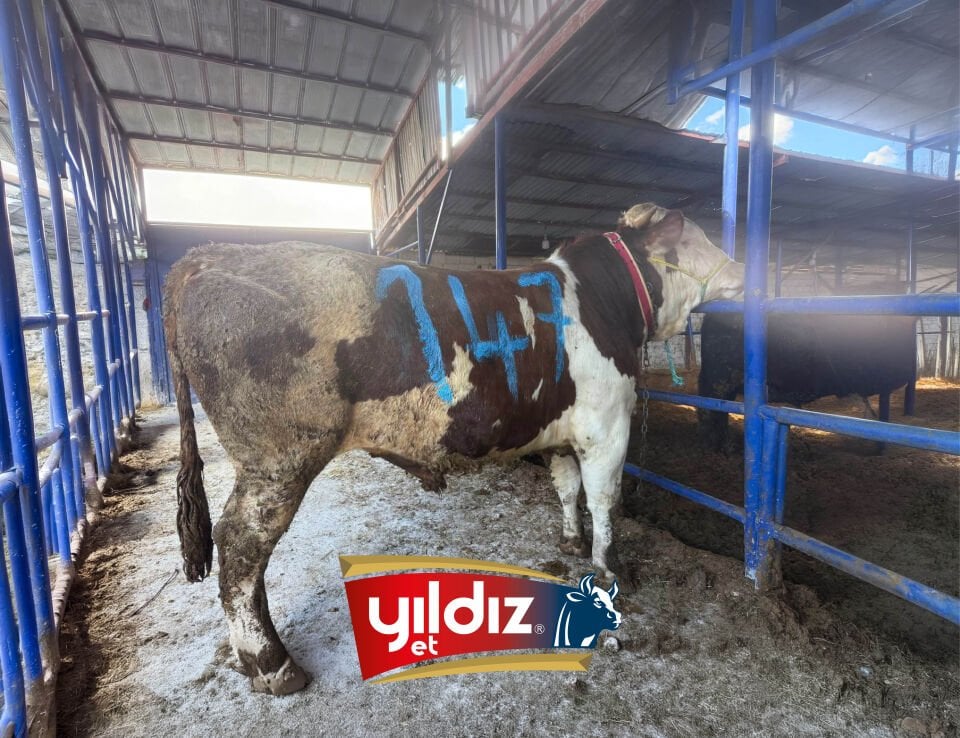 147 Tosun Hissesi