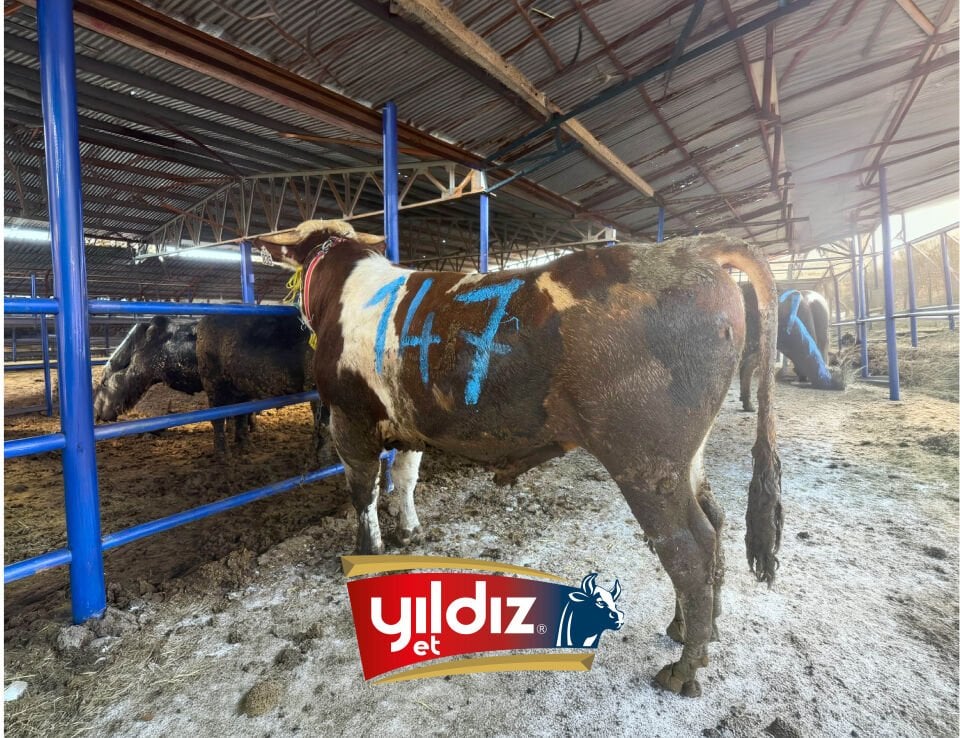 147 Tosun Hissesi