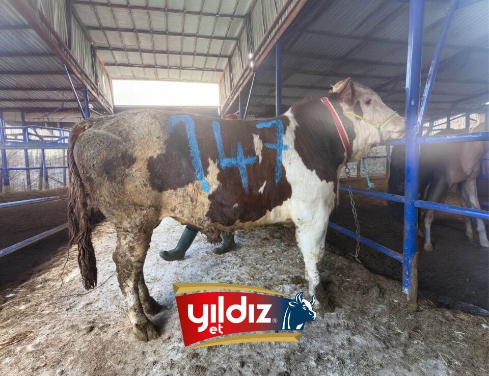 147 Tosun Hissesi