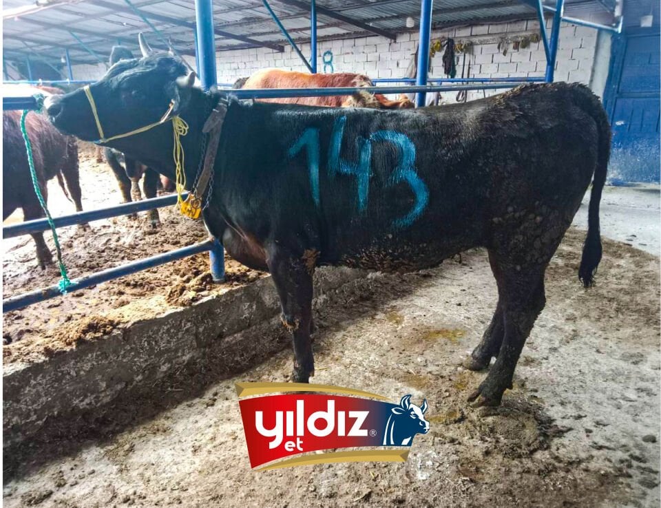 143 Düve Hissesi