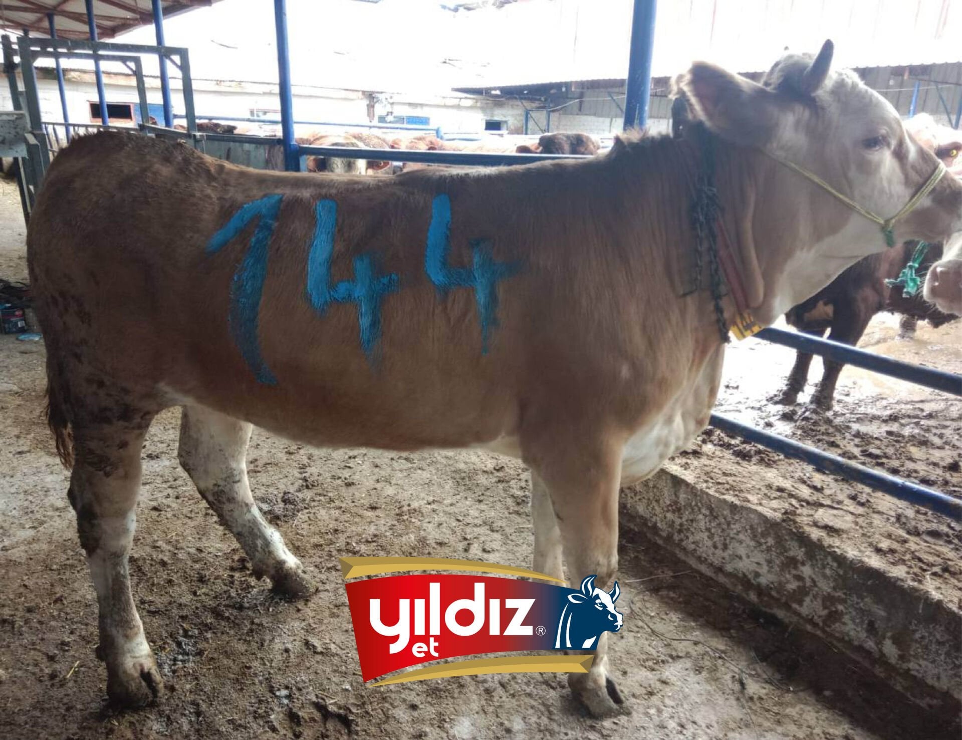 144 Düve Hissesi