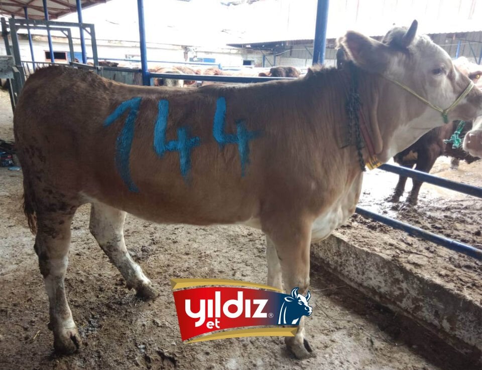 144 Düve Hissesi
