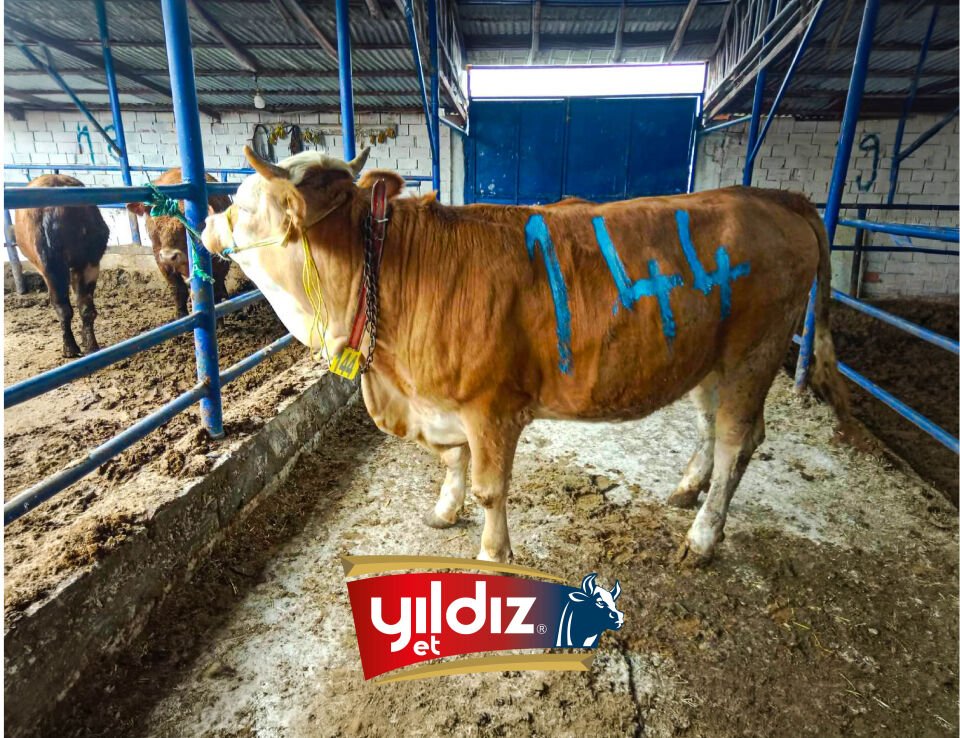 144 Düve Hissesi