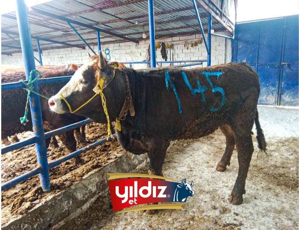 145 Düve Hissesi