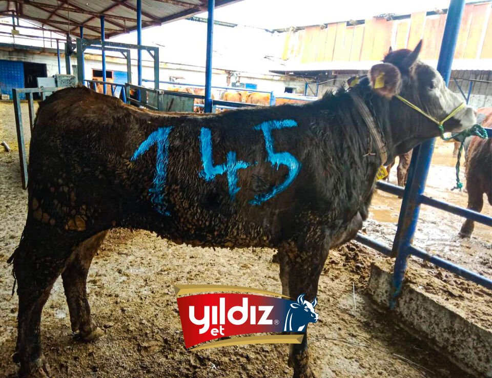 145 Düve Hissesi