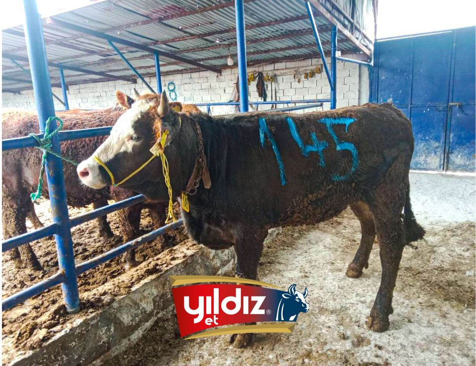145 Düve Hissesi