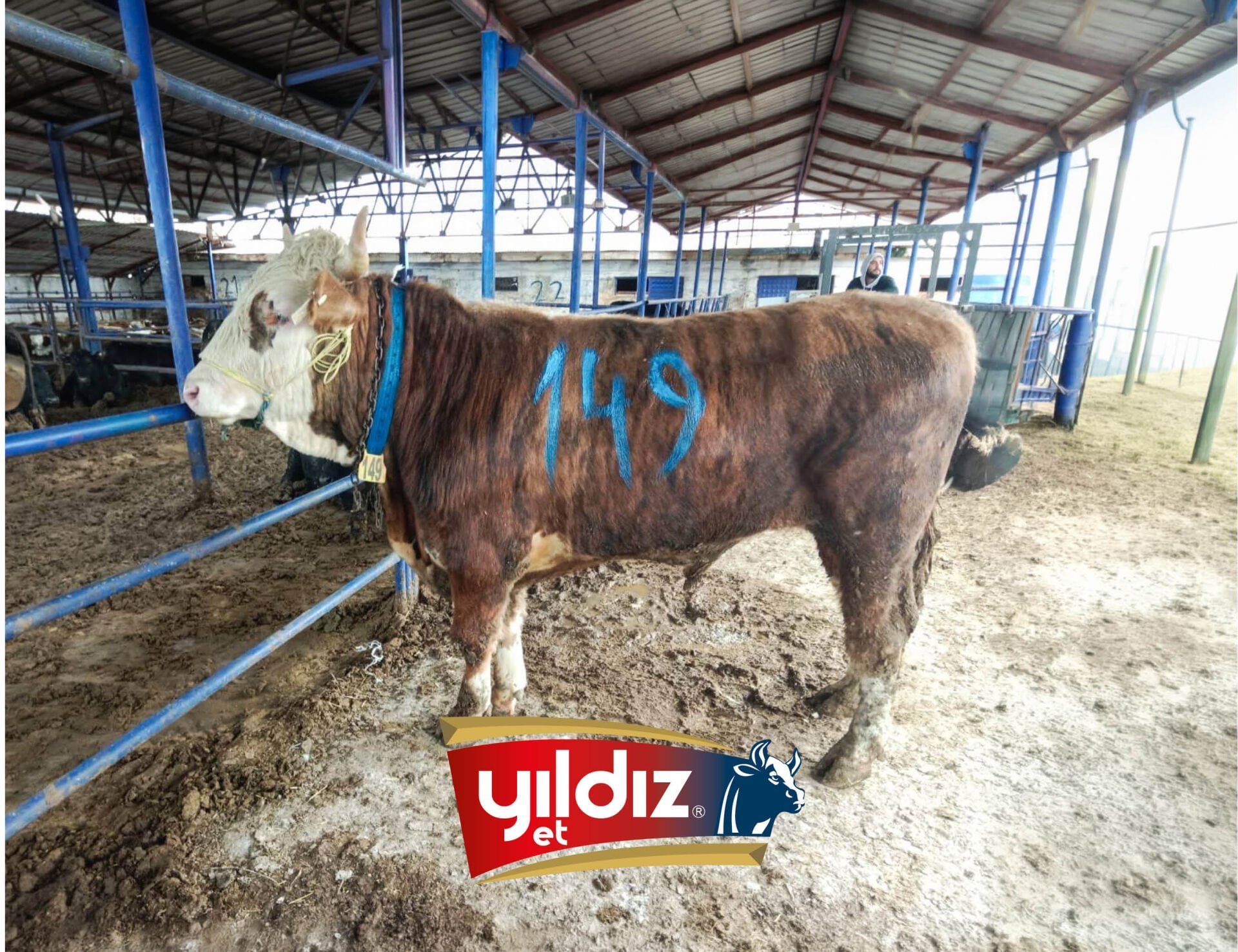 149 Tosun Hissesi