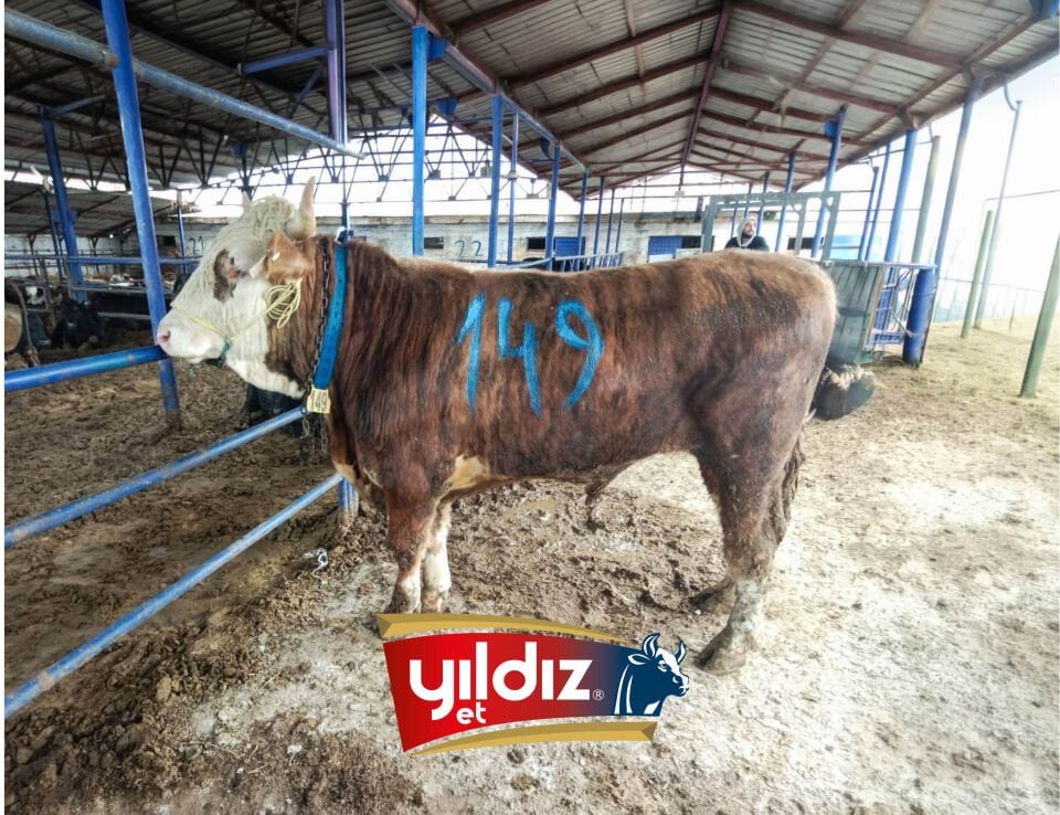 149 Tosun Hissesi