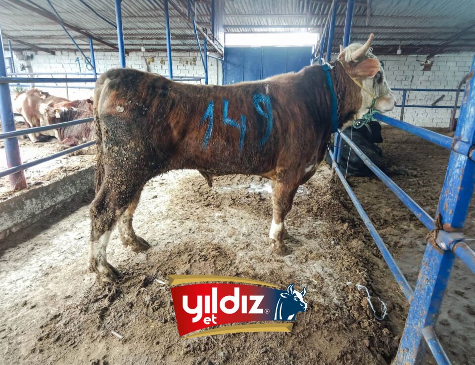 149 Tosun Hissesi