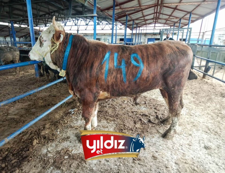 149 Tosun Hissesi