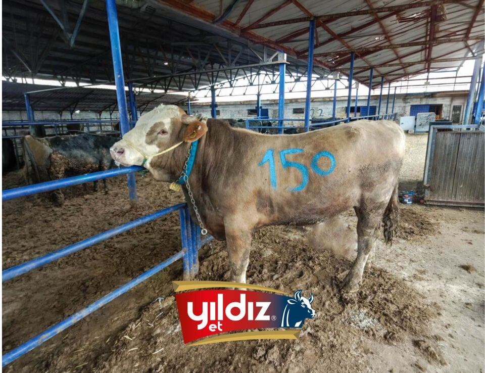 150 Tosun Hissesi