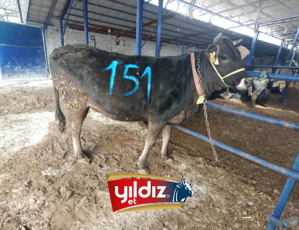 151 Düve Hissesi