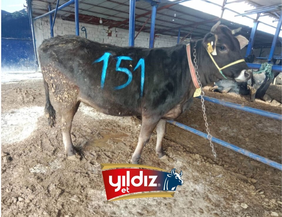 151 Düve Hissesi
