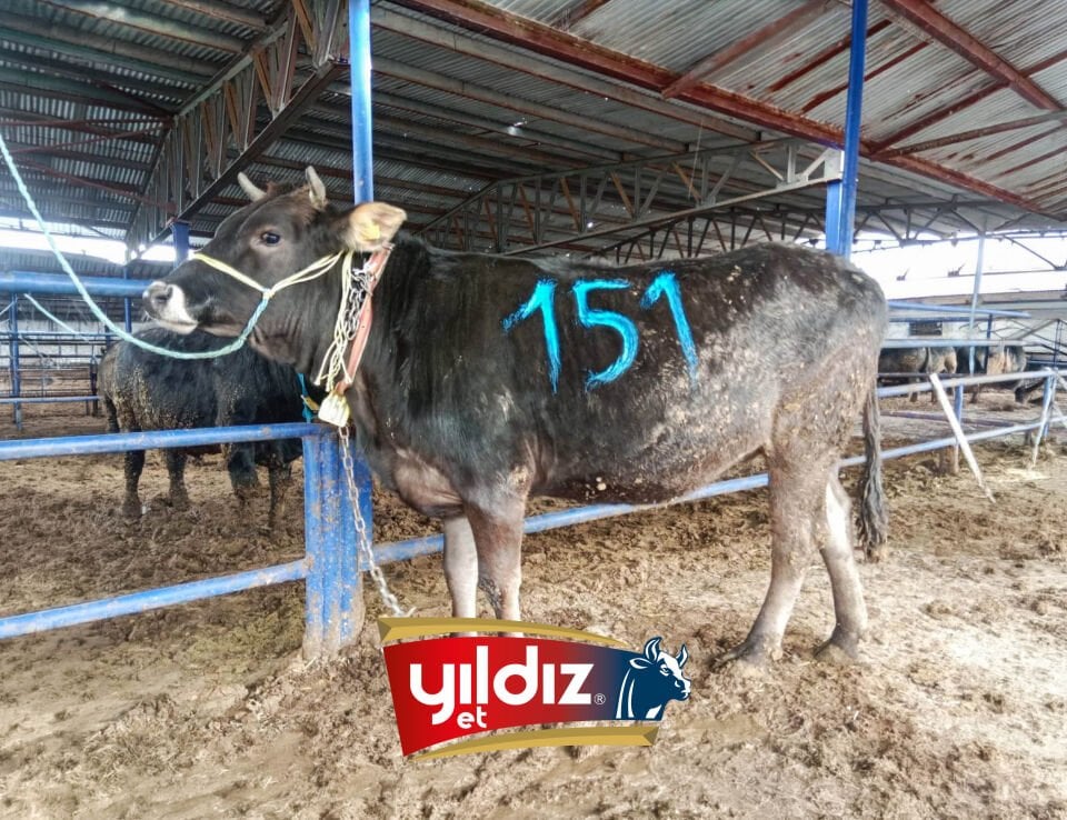 151 Düve Hissesi