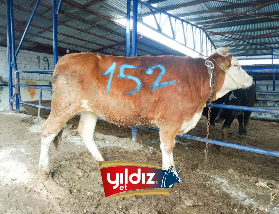 152 Düve Hissesi