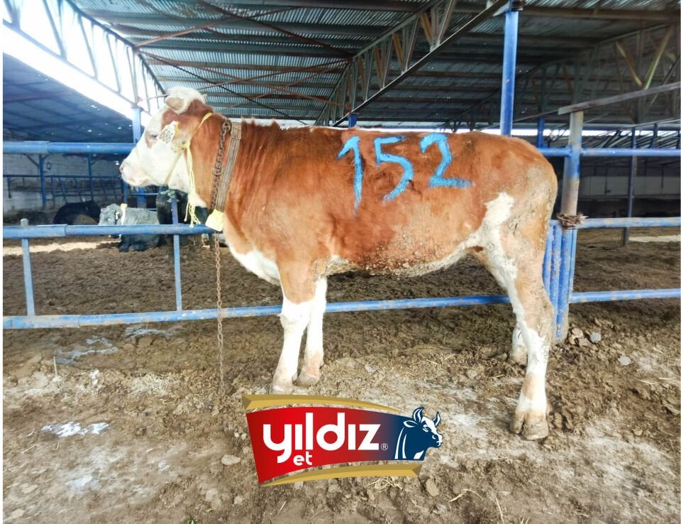 152 Düve Hissesi