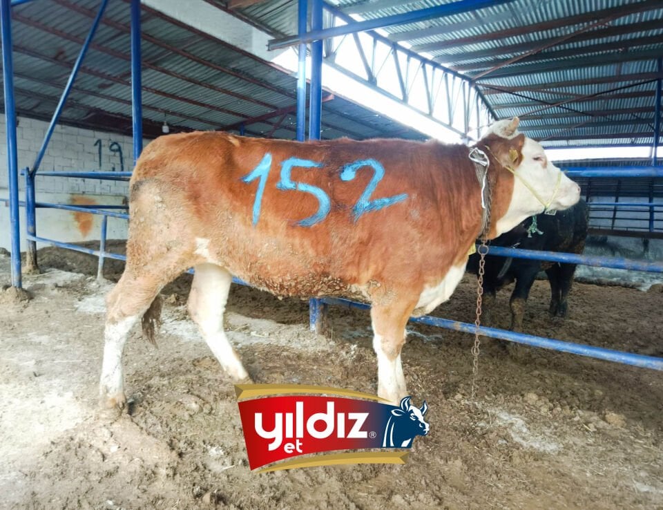 152 Düve Hissesi