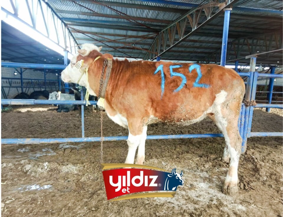 152 Düve Hissesi