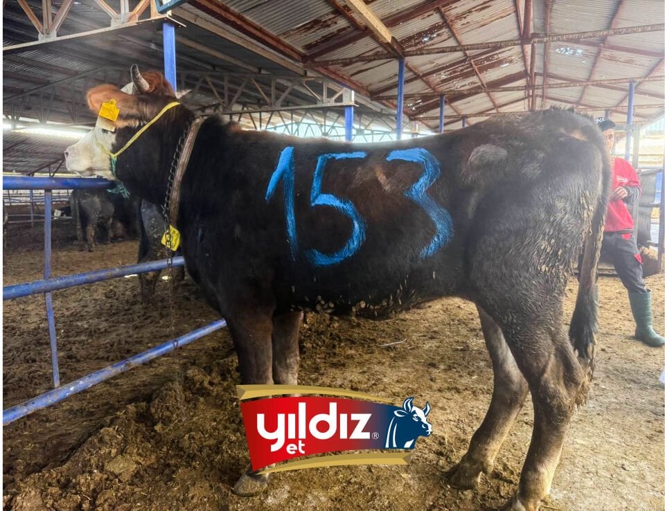 153 Düve Hissesi