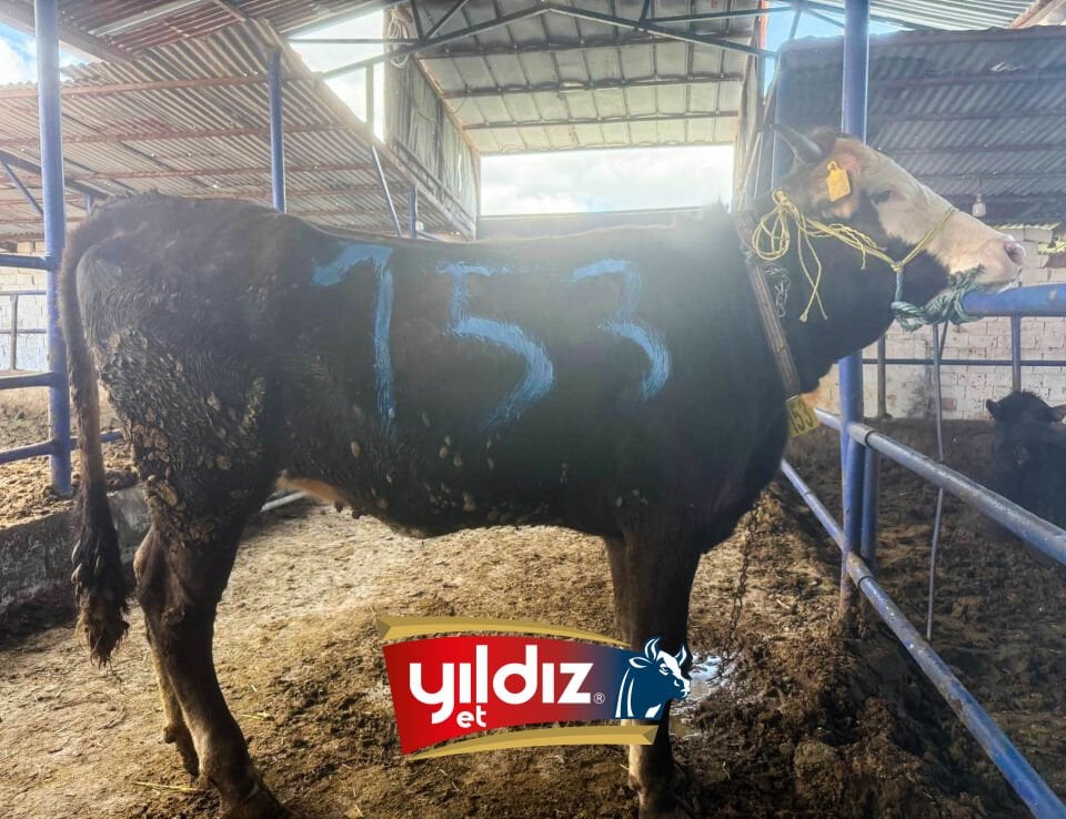 153 Düve Hissesi