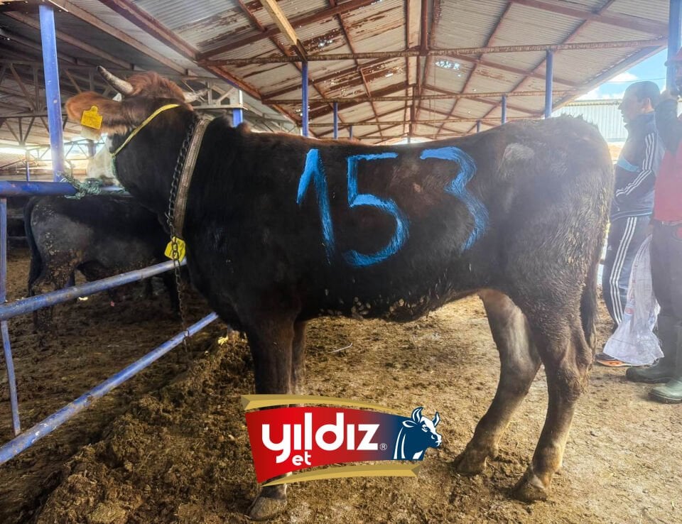 153 Düve Hissesi