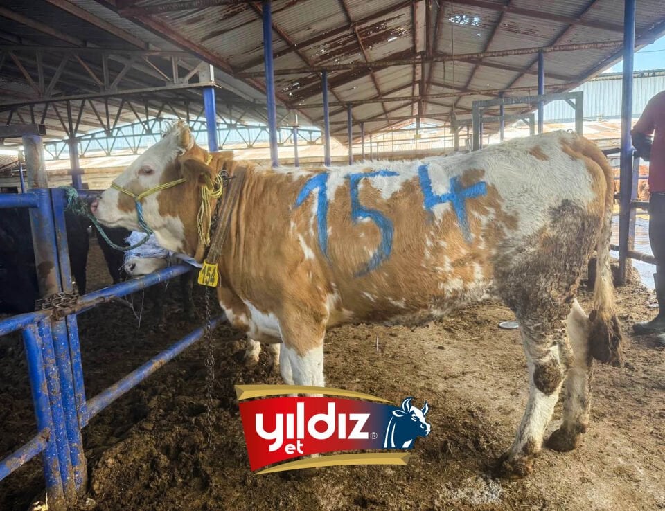 154 Düve Hissesi