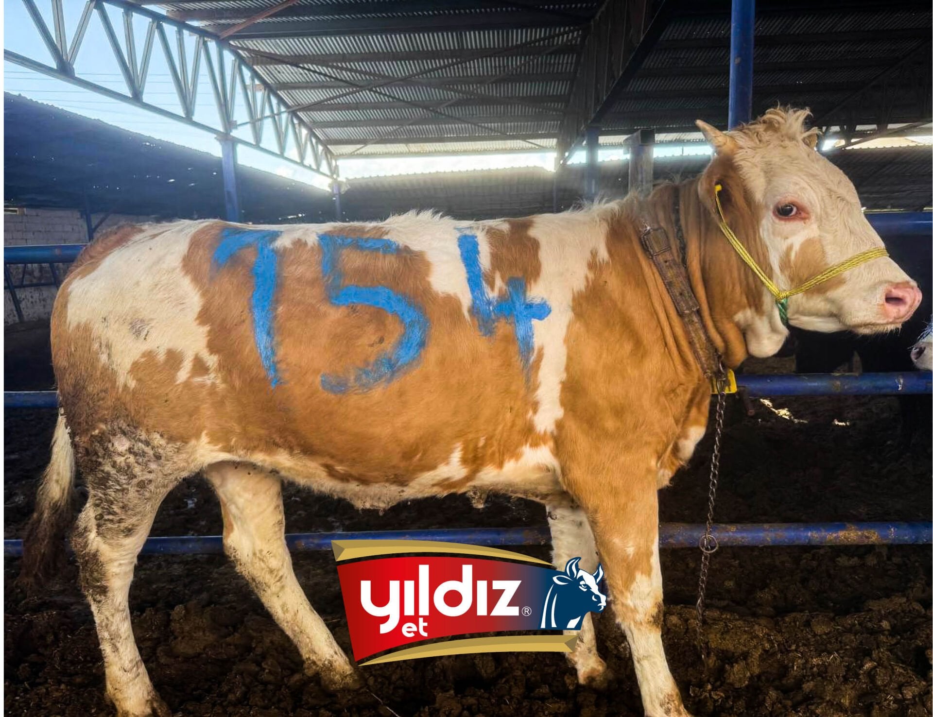 154 Düve Hissesi