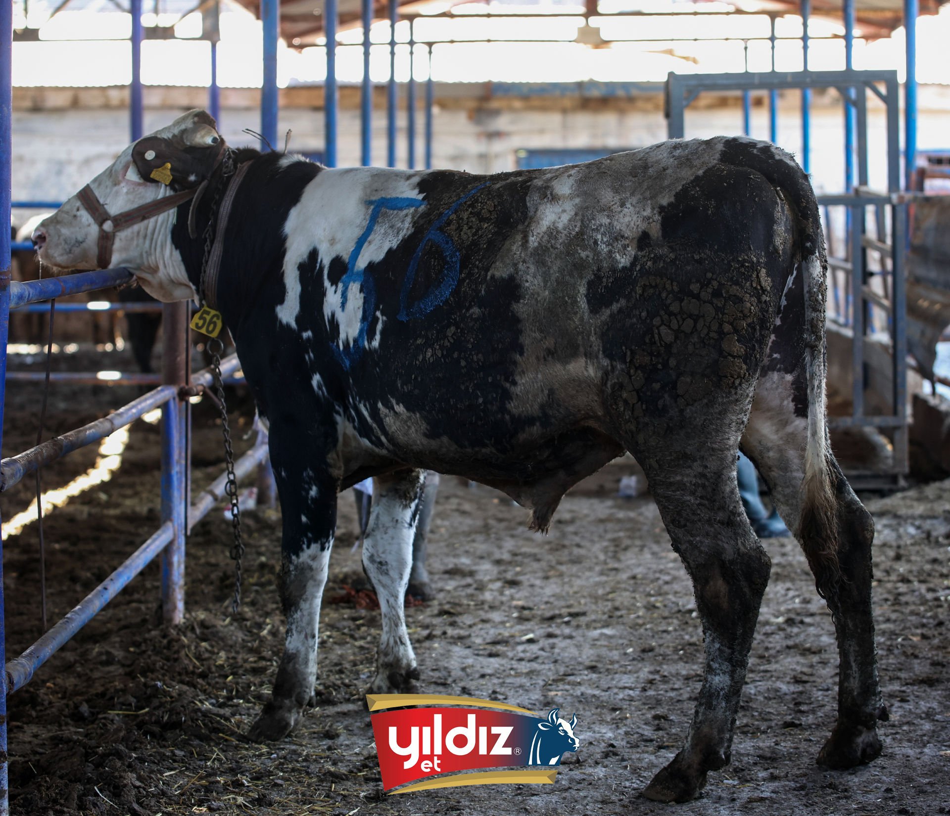 56 Tosun Hissesi