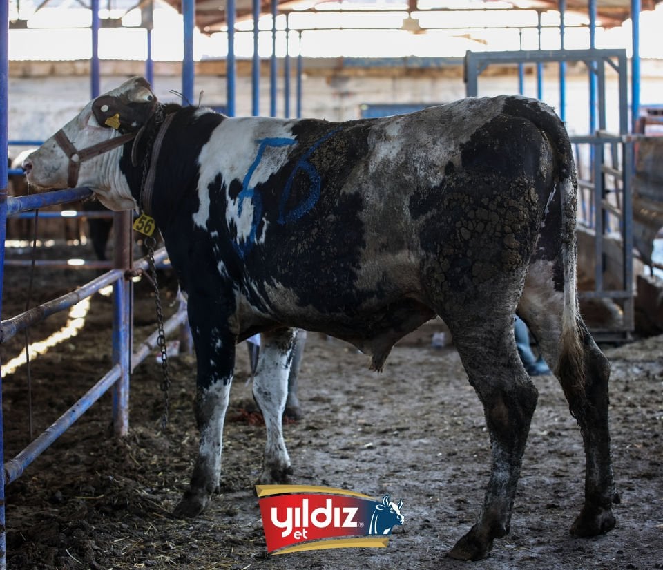 56 Tosun Hissesi