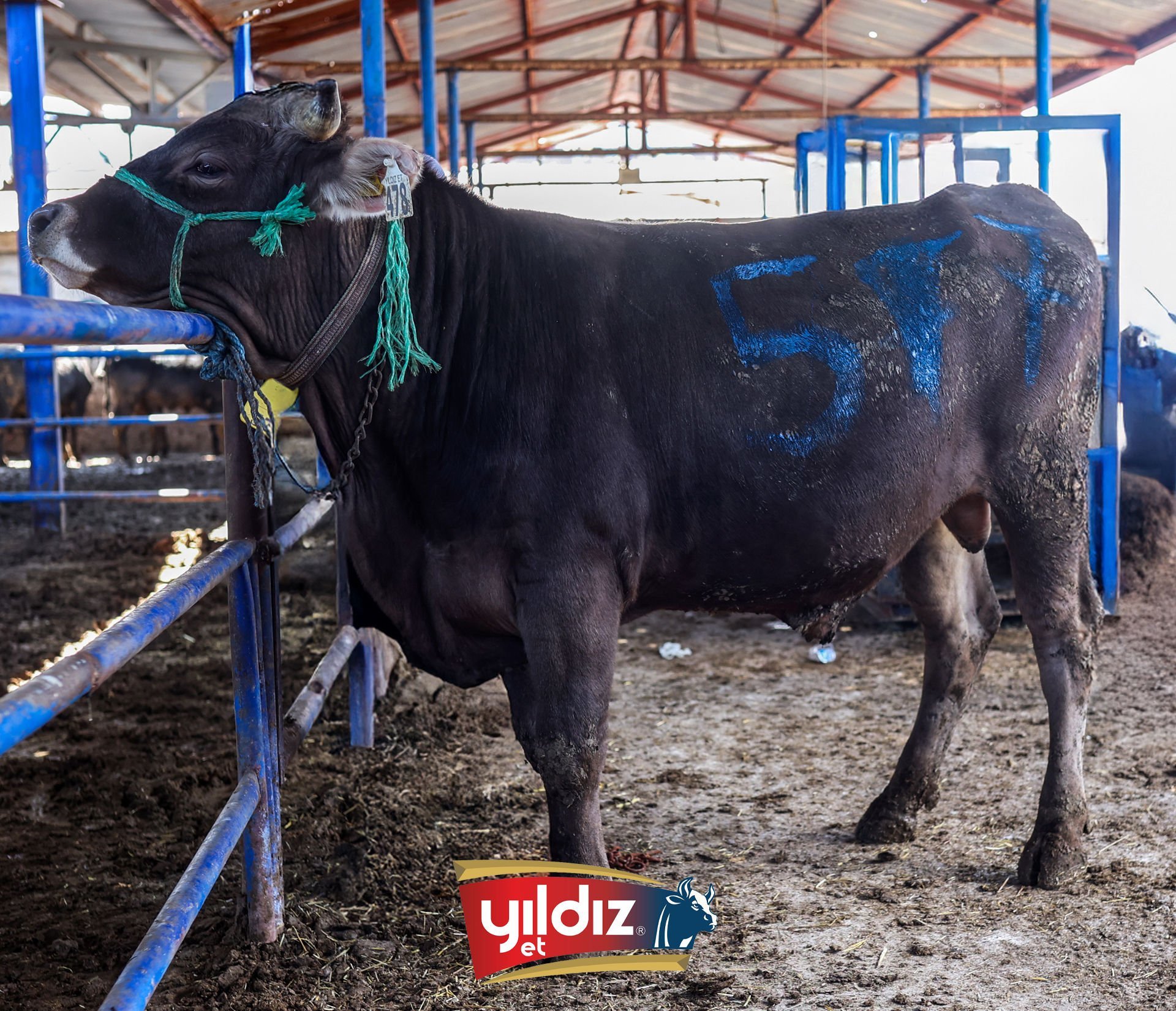 57 Tosun Hissesi
