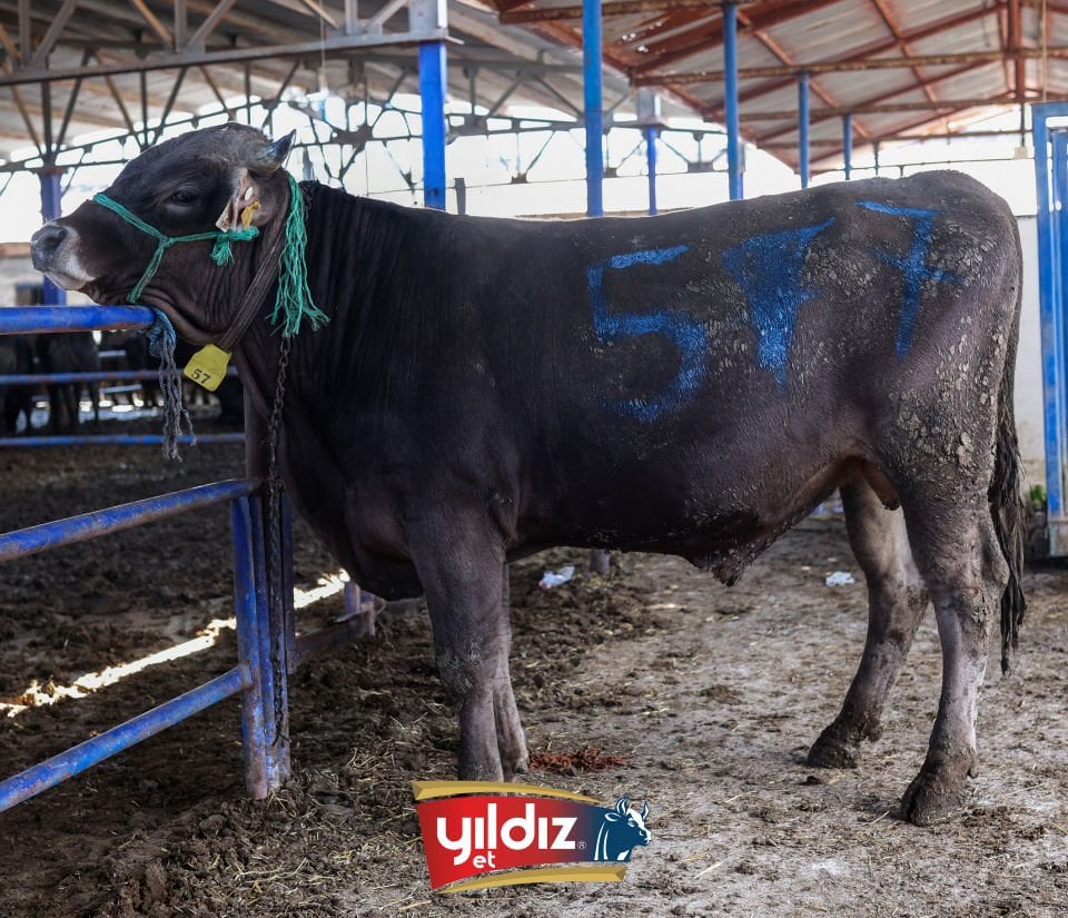 57 Tosun Hissesi