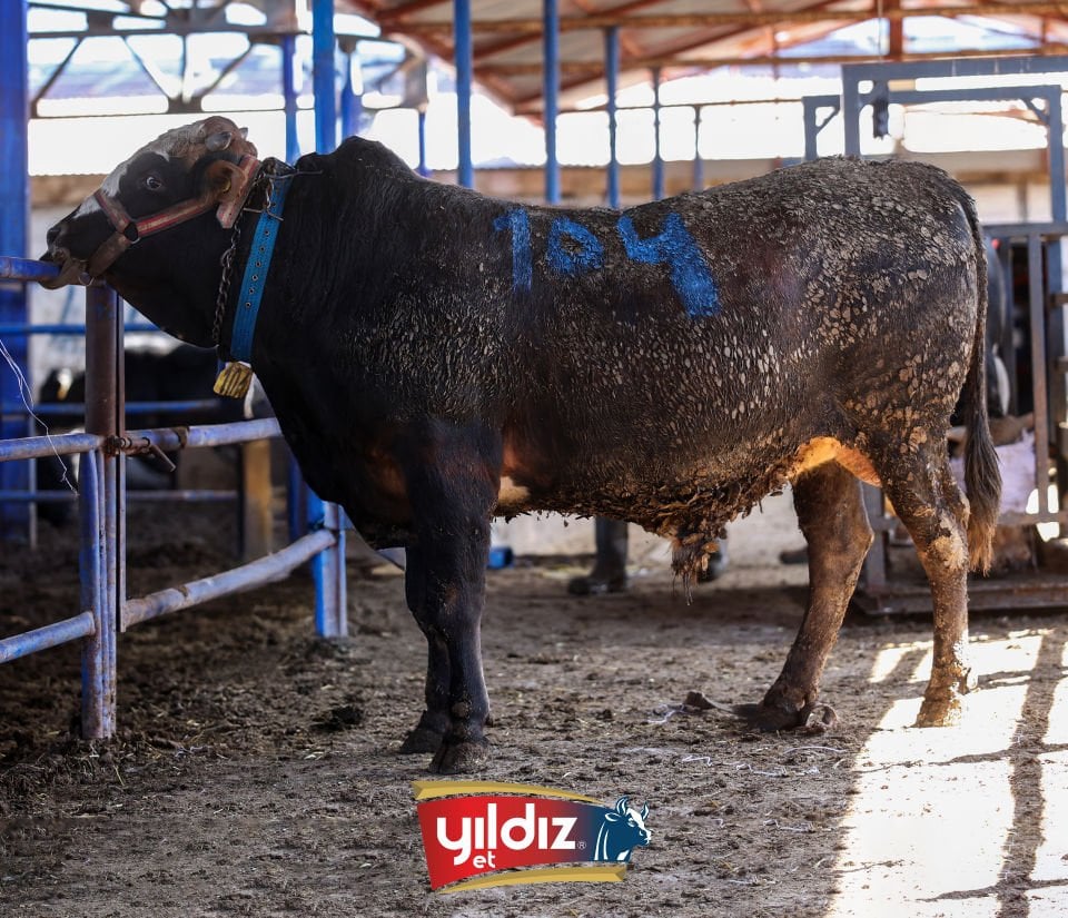 104 Tosun Hissesi