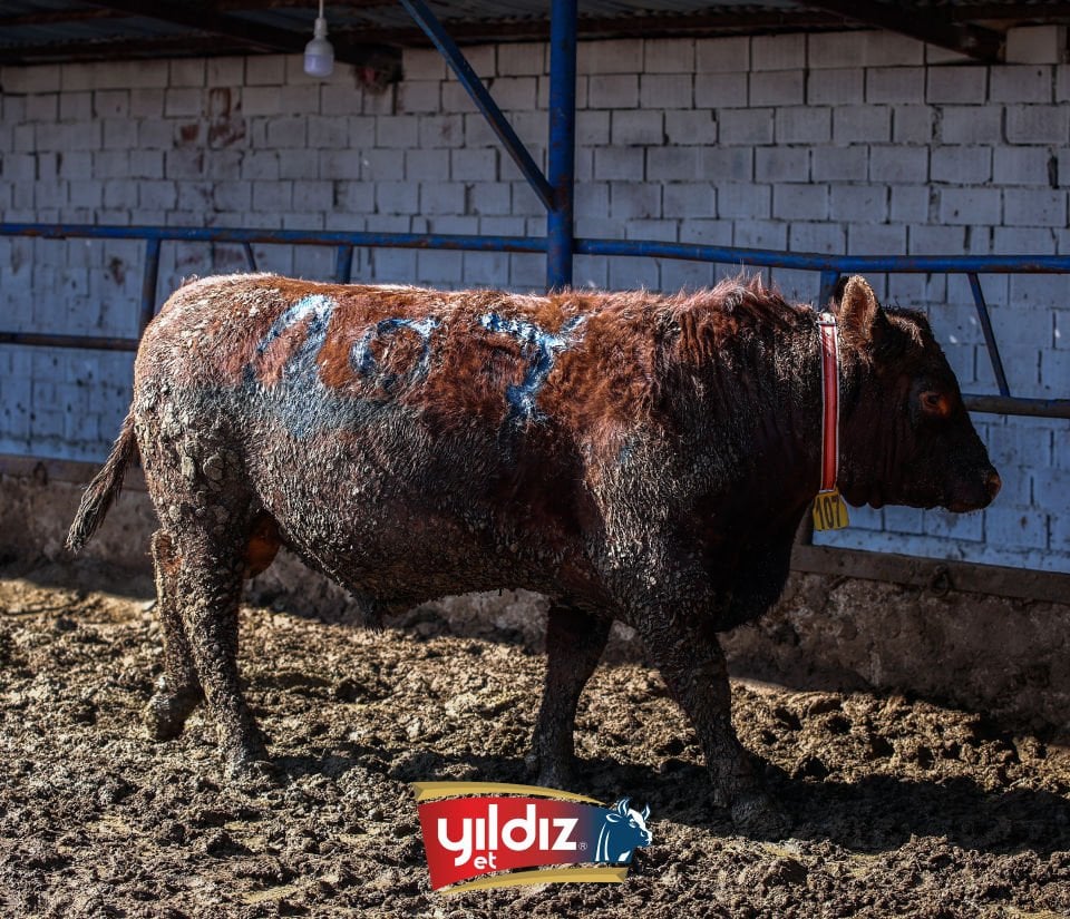 107 Tosun Hissesi