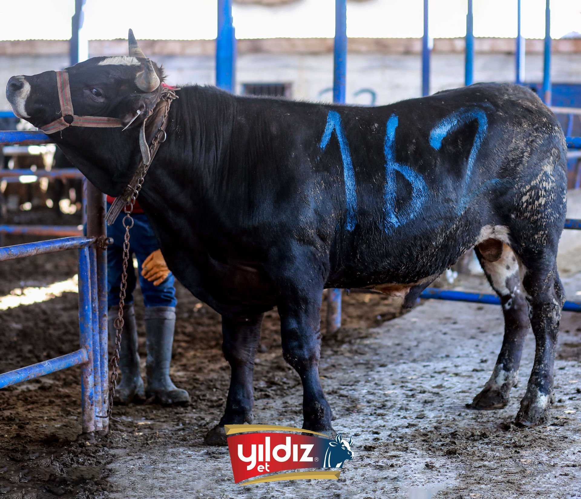 162 Tosun Hissesi