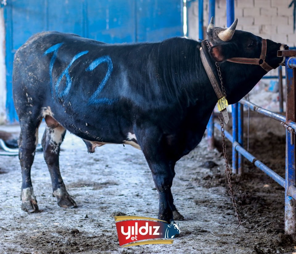 162 Tosun Hissesi