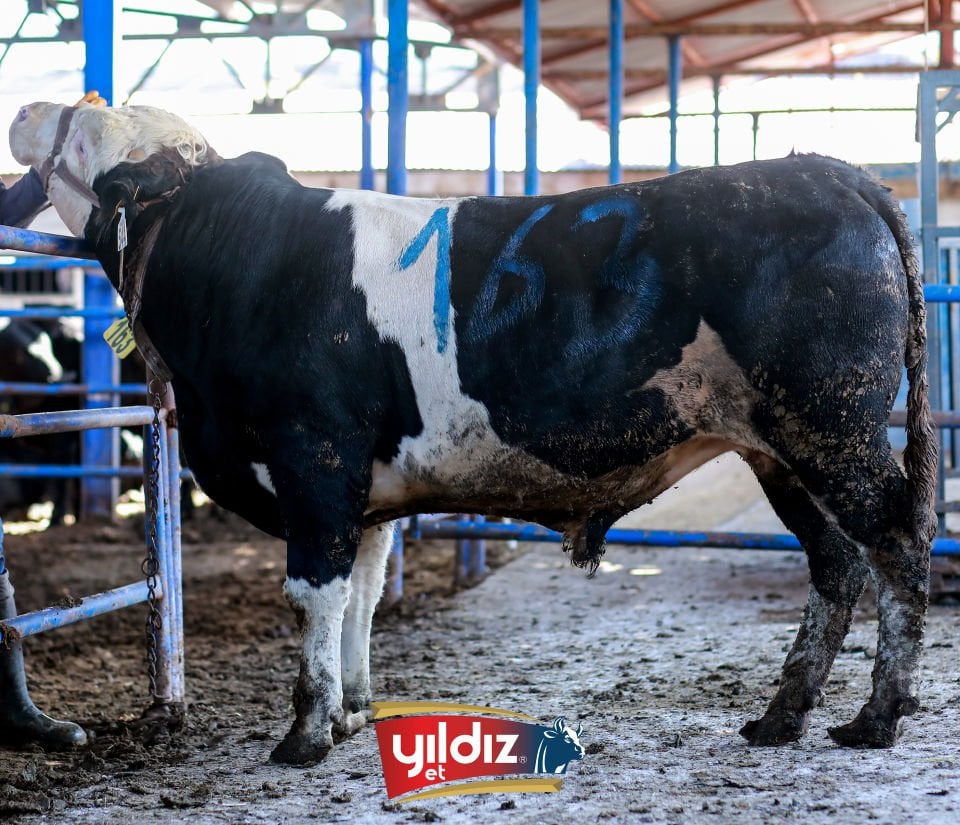 163 Tosun Hissesi
