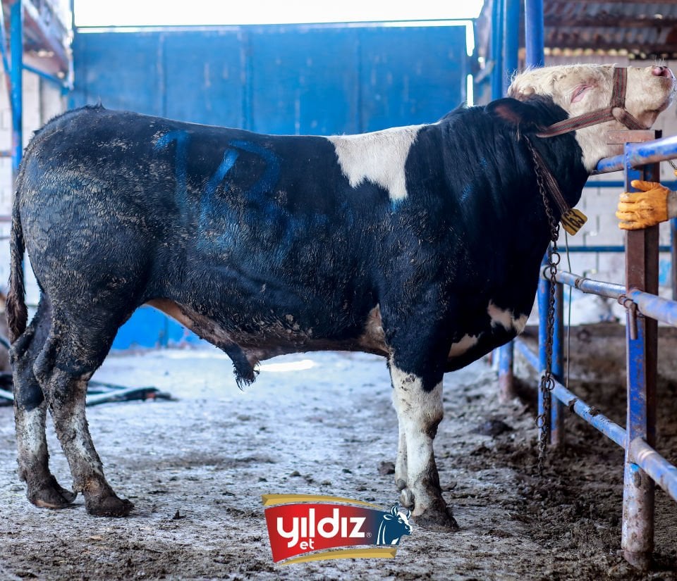 163 Tosun Hissesi