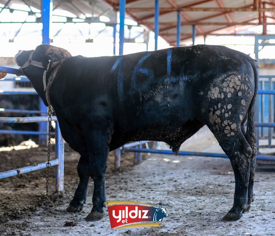 164 Tosun Hissesi