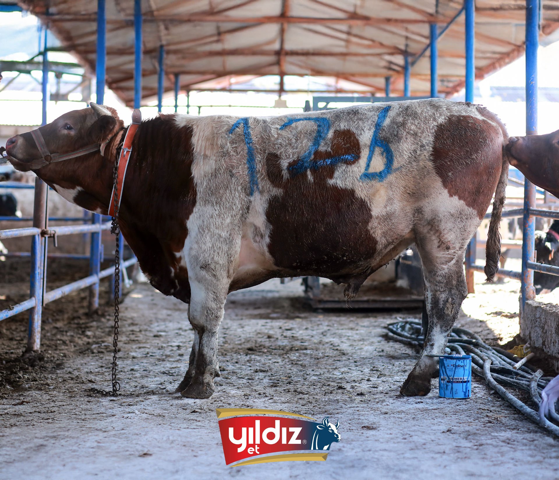 126 Tosun Hissesi