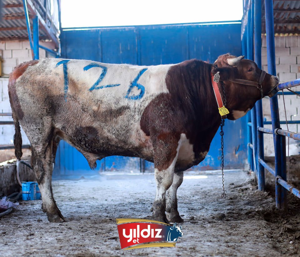 126 Tosun Hissesi