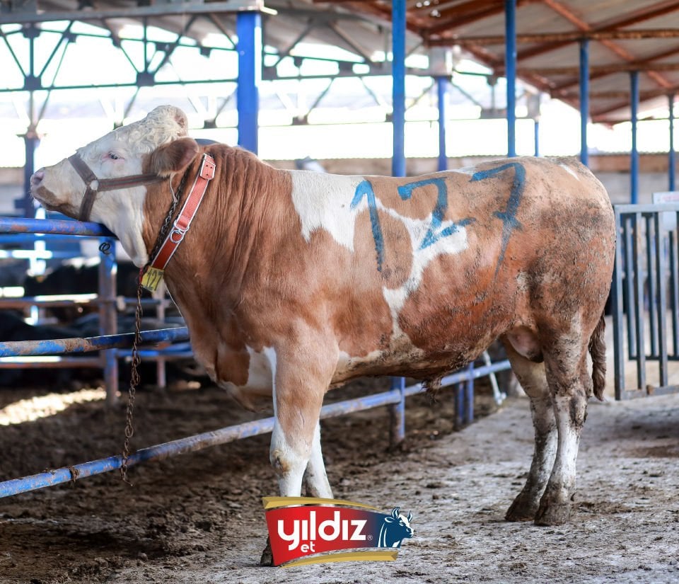 127 Tosun Hissesi