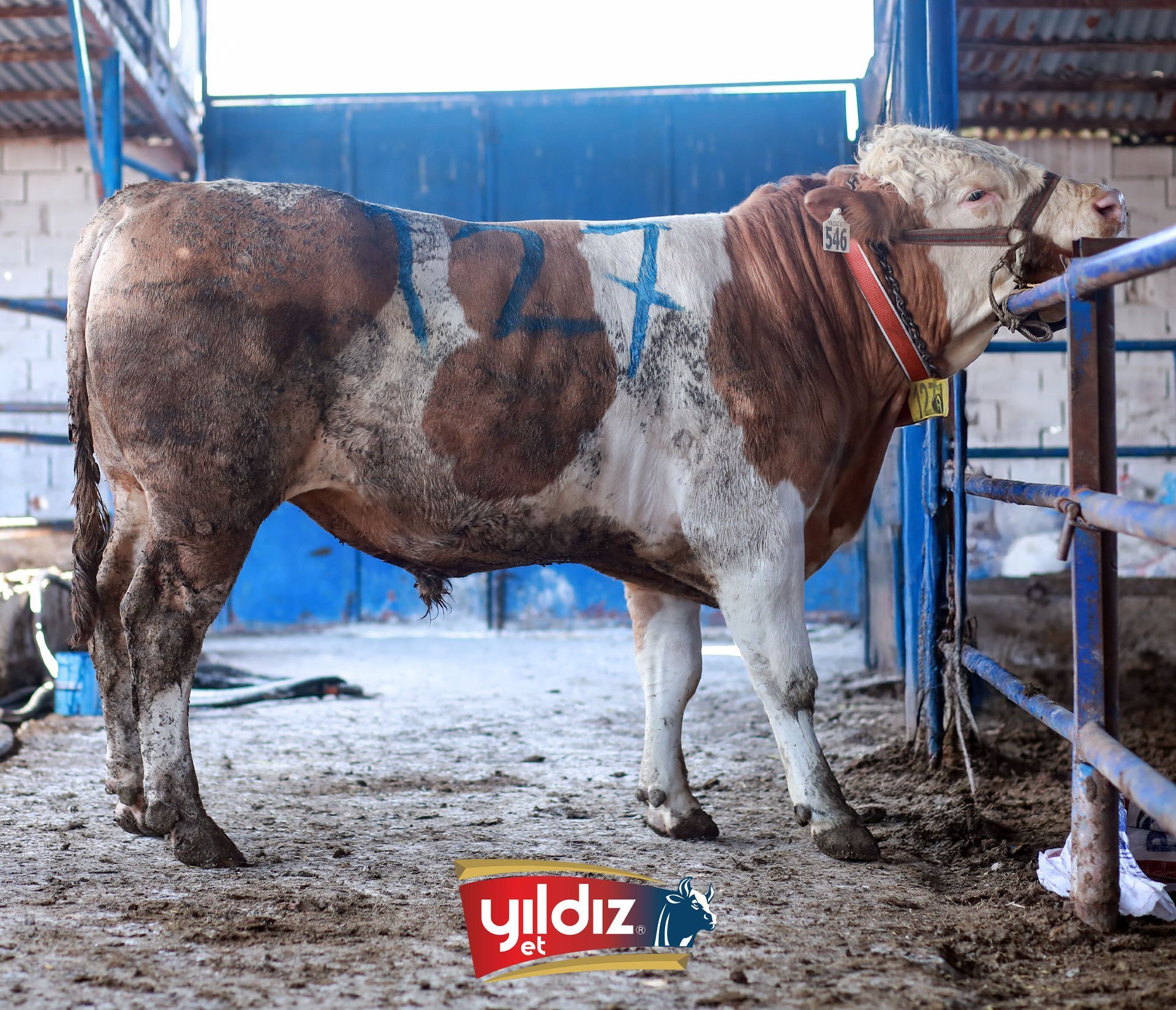 127 Tosun Hissesi